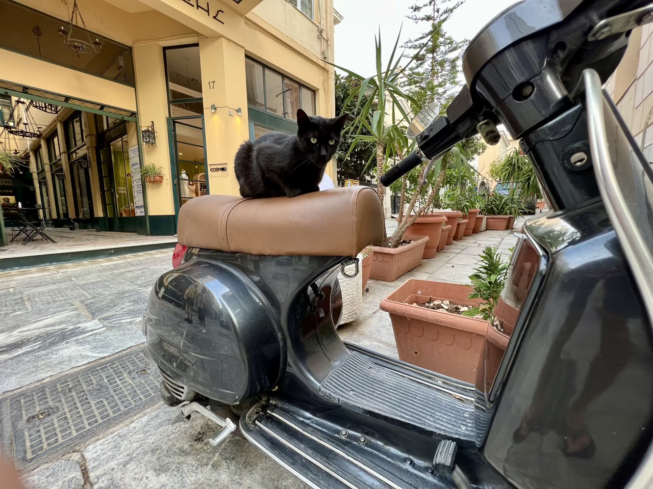 Motorcycle cat