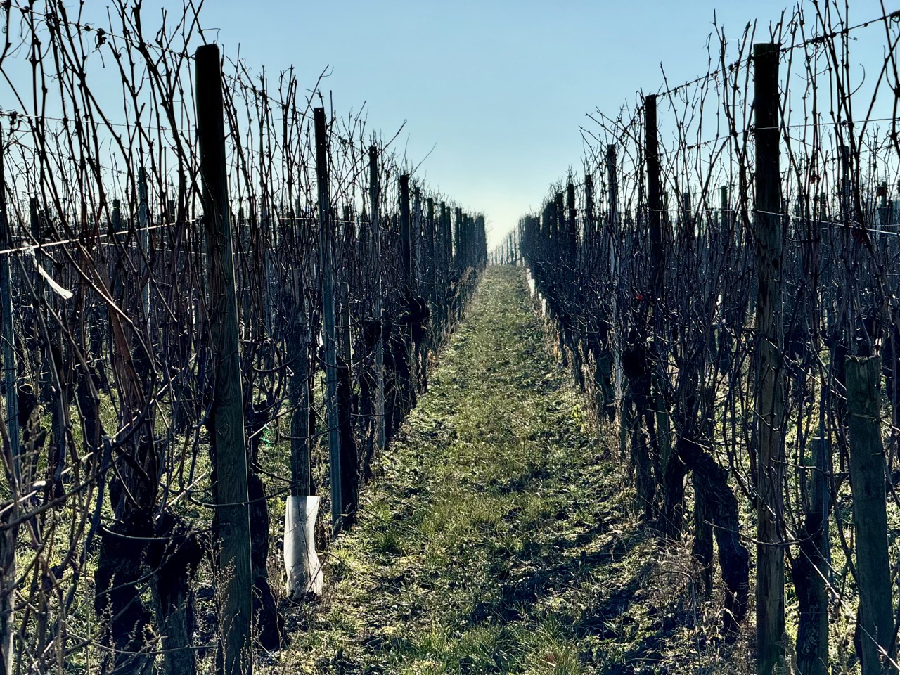 Eguisheim vineyard