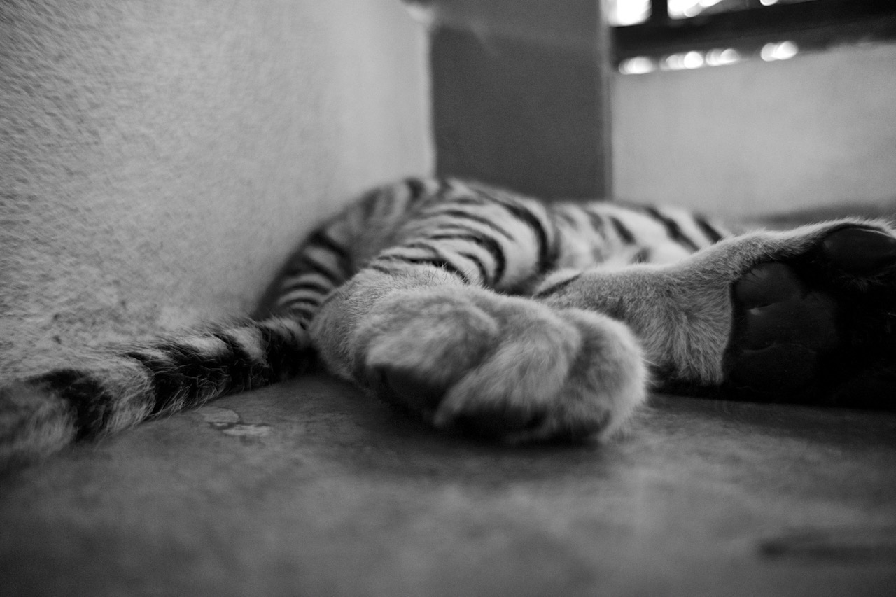 Tiger cub 1