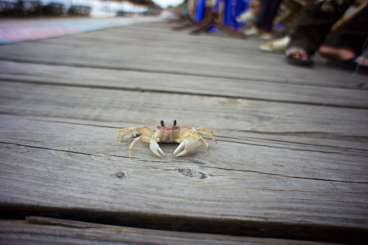 Crab on string