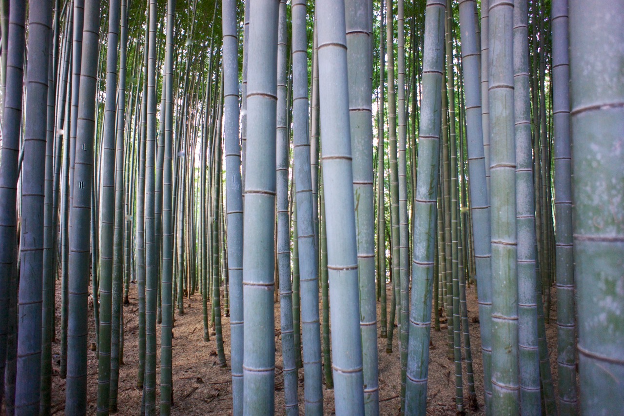 Bamboo forest in Arashiyama