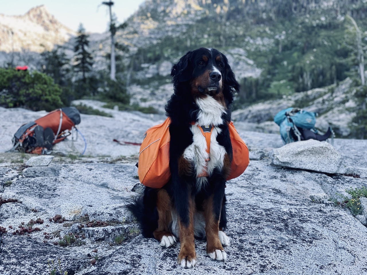 Lyra the backpacking pup