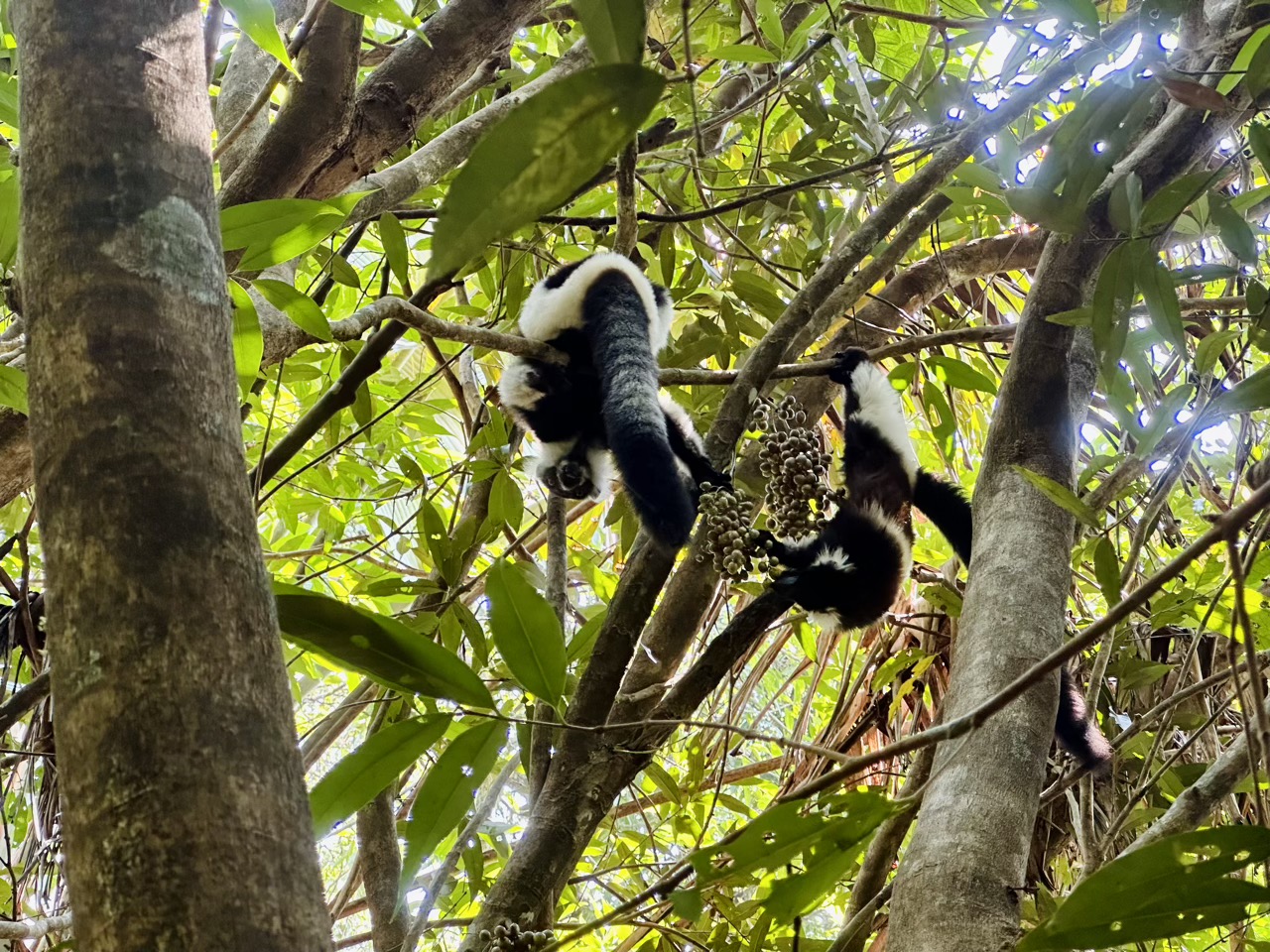 Two lemurs eating fruit