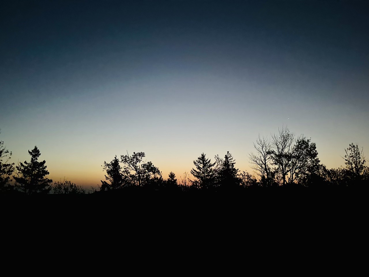 Tree line at dawn